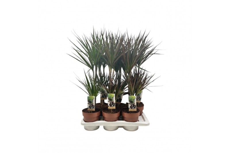 Dracaena mix 2pp - 30-15 - Mixtray 