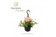 Peperomia angulata rocca vivace hp 