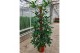 Philodendron pedatum mosstok 