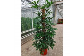 Philodendron pedatum mosstok