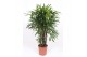 Rhapis excelsa zwaar 