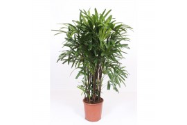 Rhapis excelsa zwaar