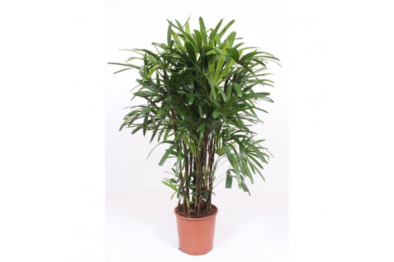 Rhapis excelsa zwaar 