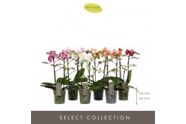 Phalaenopsis mix multiflora Optimost & Exclusivo - Mix - 2 tak