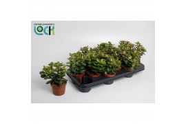 Crassula ovata minor