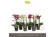 Phalaenopsis mix multiflora Optimost & Exclusivo - Mix - 3 tak 