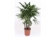 Rhapis excelsa 