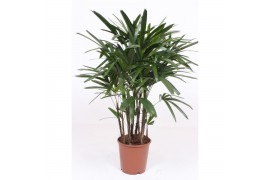 Rhapis excelsa
