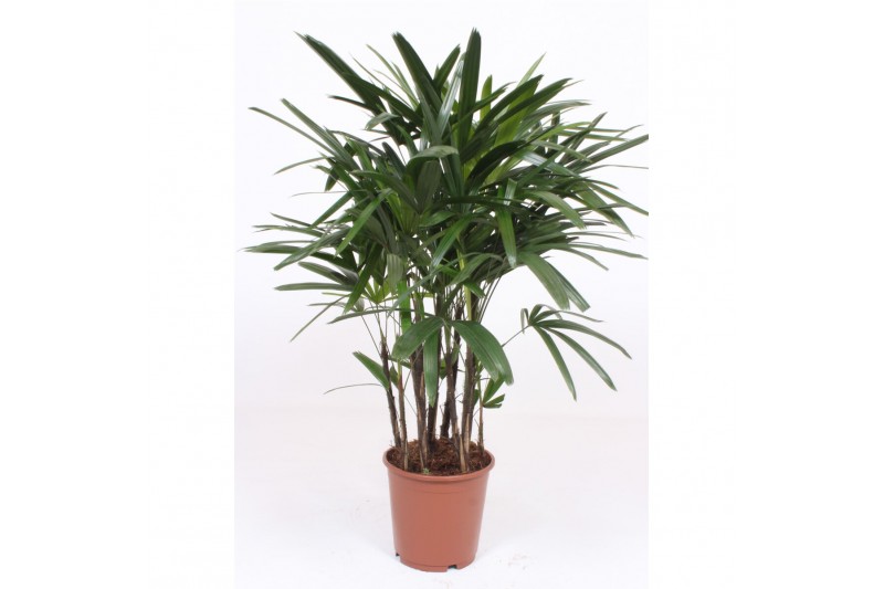 Rhapis excelsa 