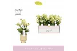 Phalaenopsis multiflora geel 3-5 tak boquetto sensation in emilia sand