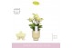 Phalaenopsis multiflora geel 3-5 tak boquetto sensation in emilia sand 