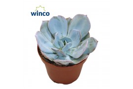 Echeveria Lauii Hybride