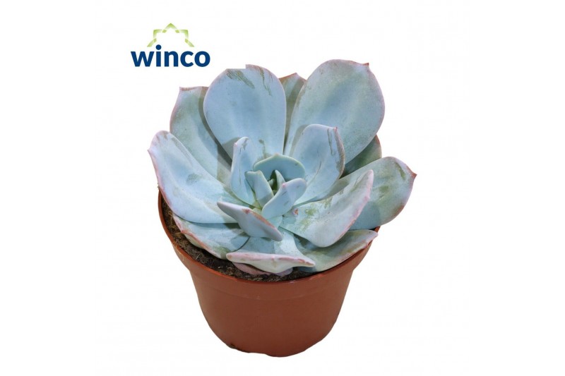 Echeveria Lauii Hybride 
