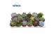 Succulenten mix 