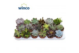 Succulenten mix