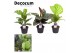 Calathea mix decorum 