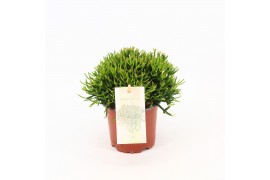 Hatiora Rhipsalis hatiora