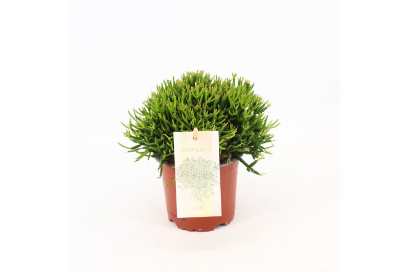 Hatiora Rhipsalis hatiora 