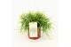 Rhipsalis baccifera oasis 