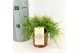 Rhipsalis baccifera oasis 