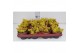 Sedum Sexangulare geel 
