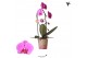 Phalaenopsis elegant cascade 1 tak niagara fall violet kolibri orchids 