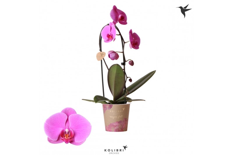 Phalaenopsis elegant cascade 1 tak niagara fall violet kolibri orchids Phalaenopsis elegant cascade 1 tak niagara fall violet kolibri orchids