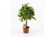Schefflera arboricola nora 