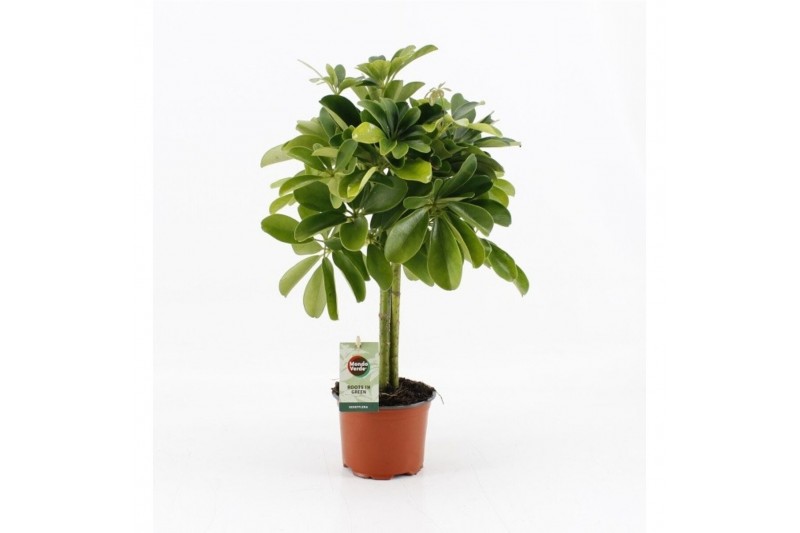 Schefflera arboricola nora 