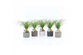 Beaucarnea recurvata in classic stone