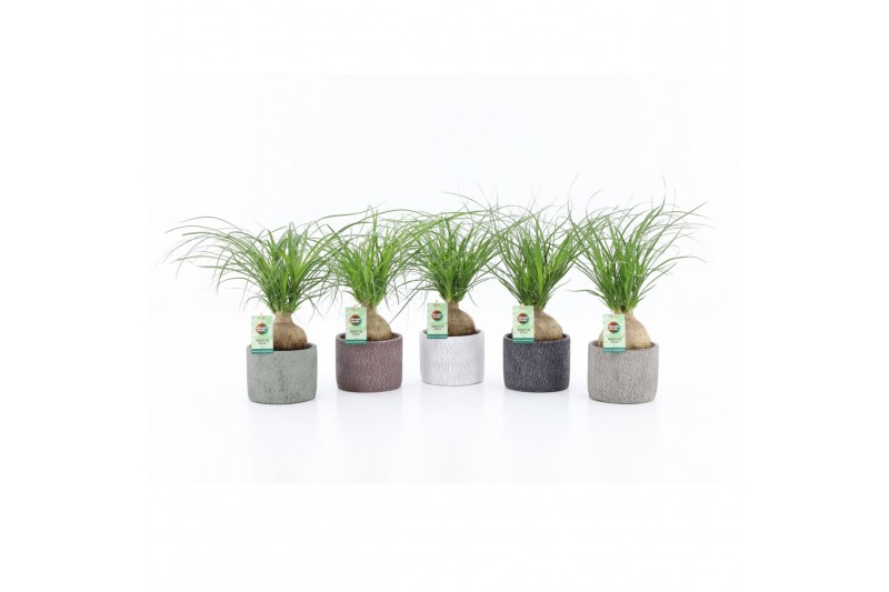 Beaucarnea recurvata in classic stone 