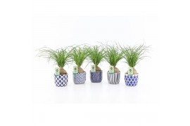 Beaucarnea recurvata in delft blue keramiek