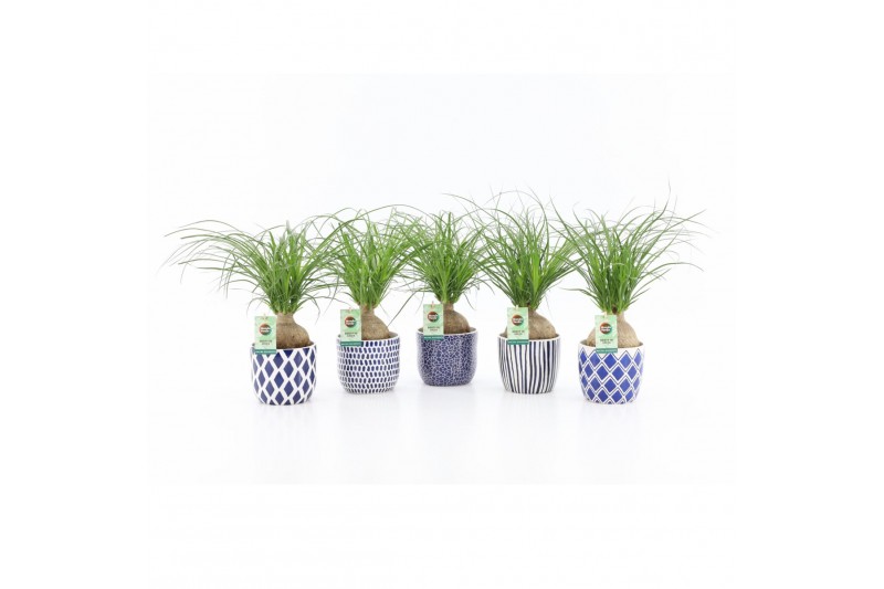 Beaucarnea recurvata in delft blue keramiek 
