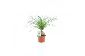 Beaucarnea recurvata