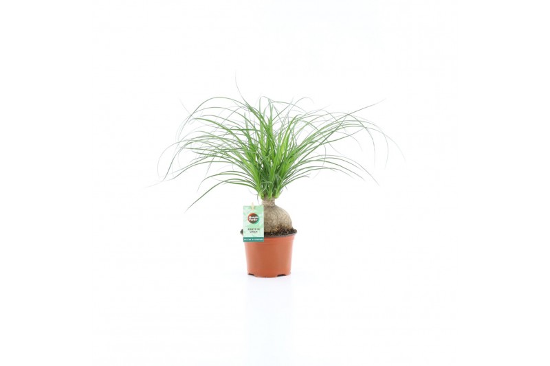 Beaucarnea recurvata 