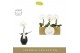 Phalaenopsis wit Singolo - Tosha - 1 bloem - Abruzzo Black Aquo 