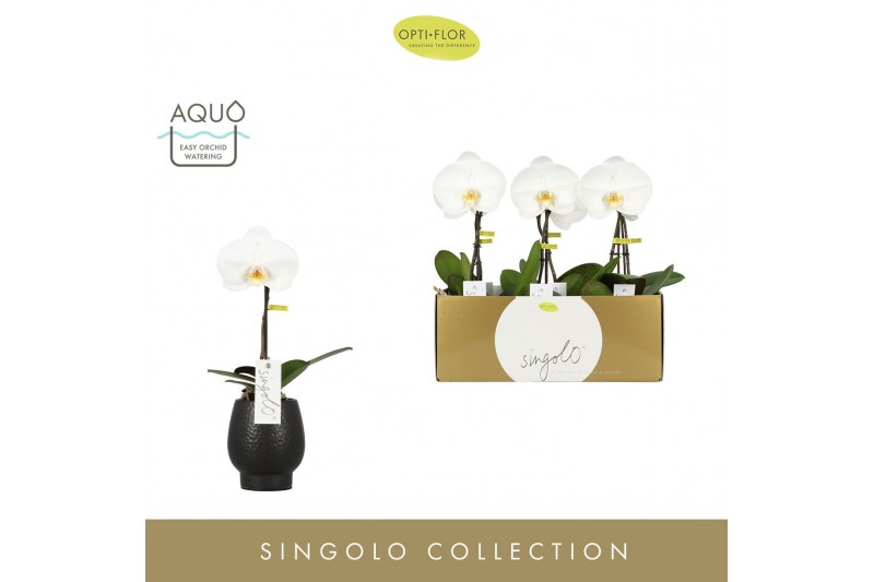 Phalaenopsis wit Singolo - Tosha - 1 bloem - Abruzzo Black Aquo 