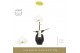 Phalaenopsis wit Singolo - Tosha - 1 bloem - Abruzzo Black Aquo 