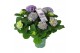 Hydrangea macr. magical evolution Blauw 5-6 Bloem 