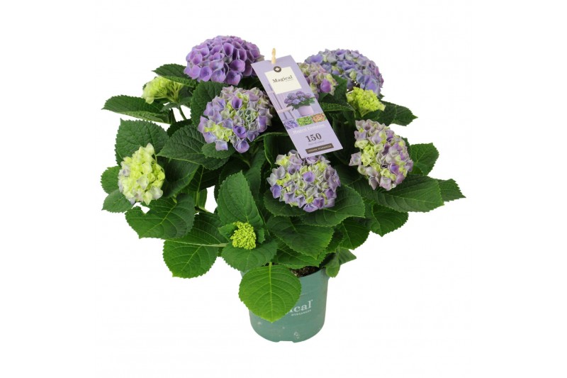 Hydrangea macr. magical evolution Blauw 5-6 Bloem 