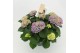Hydrangea macr. magical evolution Blauw 5-6 Bloem 