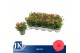 Dianthus oscar red Light Red 