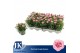 Dianthus oscar pink and purple Bicolor 