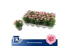 Dianthus oscar pink and purple Bicolor