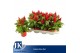 Celosia argentea plumosa grp kelos fire red 