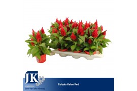 Celosia argentea plumosa grp kelos fire red