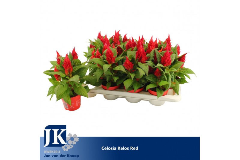 Celosia argentea plumosa grp kelos fire red 