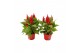 Celosia argentea plumosa grp kelos fire red 