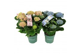 Hydrangea macr. magical revolution Mix 5-6 Bloem
