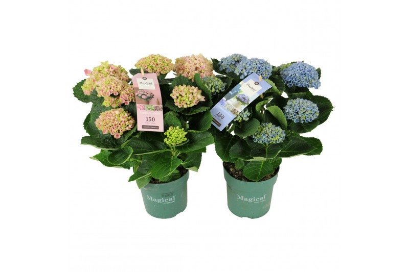 Hydrangea macr. magical revolution Mix 5-6 Bloem 
